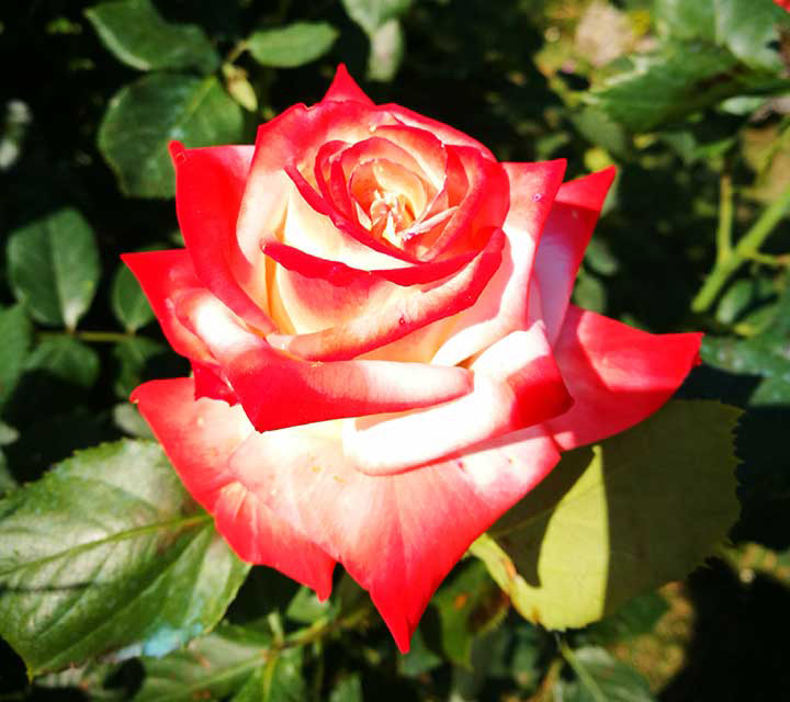 fiori piante orto