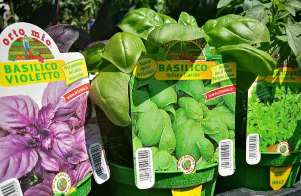 pet garden shop perugia offerte 2024