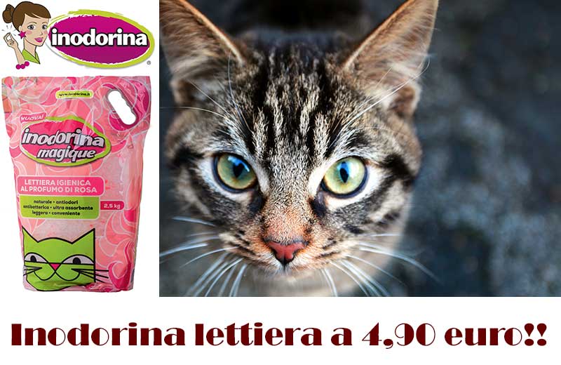 offerte perugia lettiera gatti