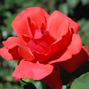 fiori piante orto