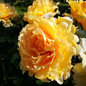 fiori piante orto