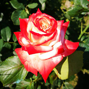 fiori piante orto