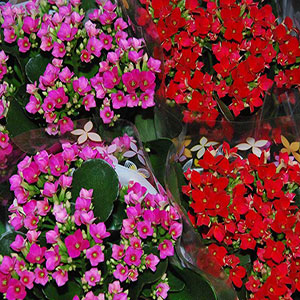 articoli animali domestici