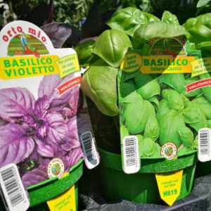 pet garden shop perugia offerte 2024